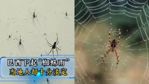巴西小镇天降蜘蛛