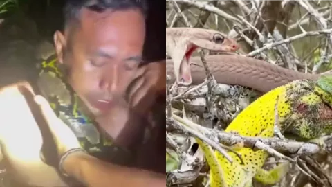 佛罗里达沼泽蟒蛇猎杀