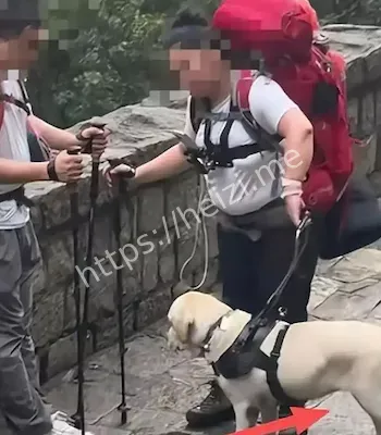 大连导盲犬基地回应回收