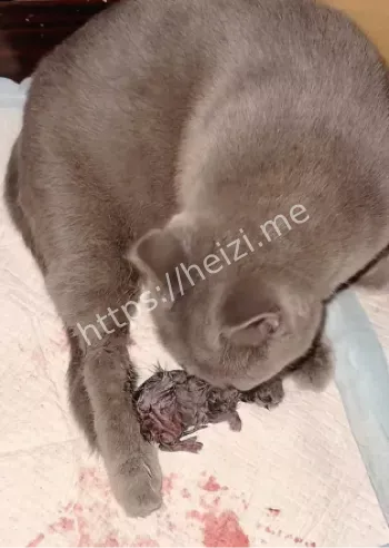 儿童暴力天生坏种论