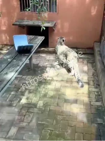 高龄雪豹行为学