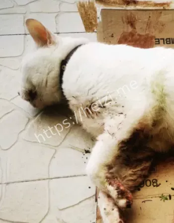 网友怒斥变态虐猫行为