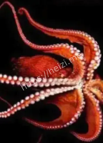 拟态章鱼伪装海底生物