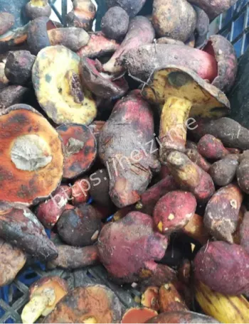 网红探店快炒见手青专家提醒