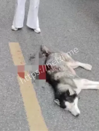 龙泉驿区厨卫店狗伤人