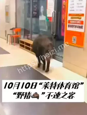 莱特体育馆野猪击毙细节