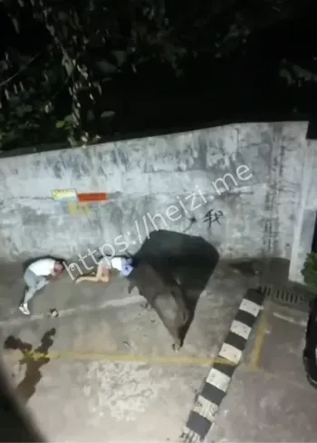 护水村凌晨行动