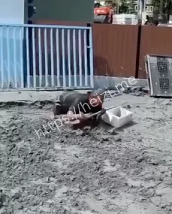 草莓兵救援8天无进展乱象