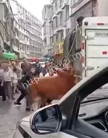 镇上无害化处理