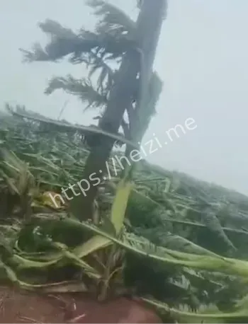 台风麦德姆登陆湛江狂风暴雨