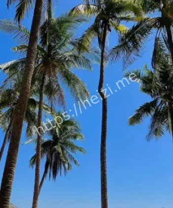 中国使馆马来西亚救援行动