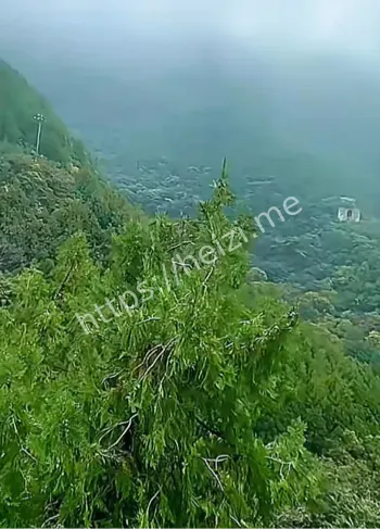 内向青年婚姻压力极端反应