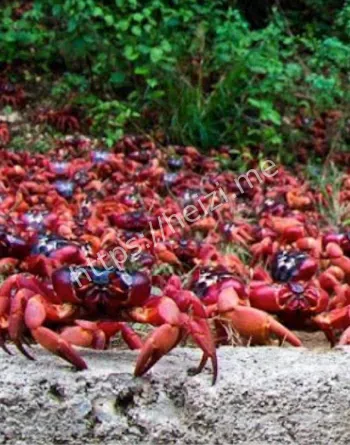 圣诞岛蚁害控制蟹群恢复