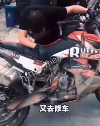 白兰鸽完整版视频