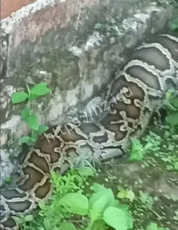 前世是蛇王转世